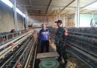 Babinsa Rancaekek Jalin Sinergi dengan Peternak Ayam Petelur